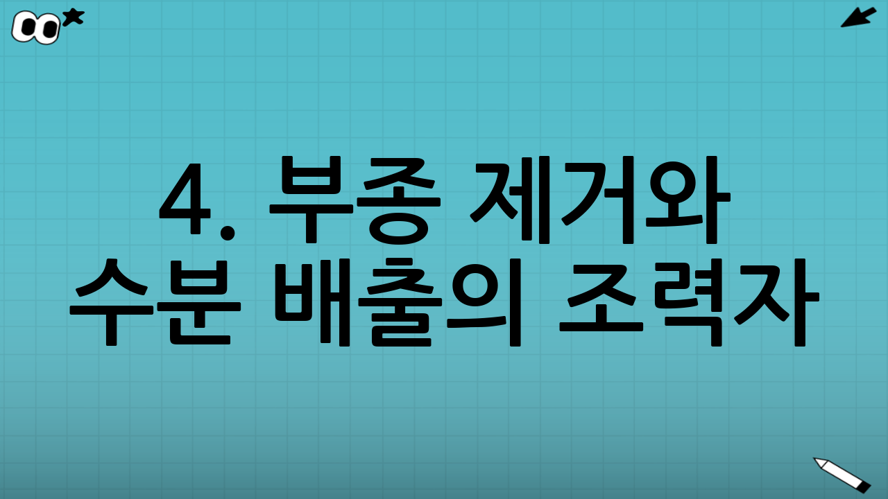 4. 부종 제거와 수분 배출의 조력자