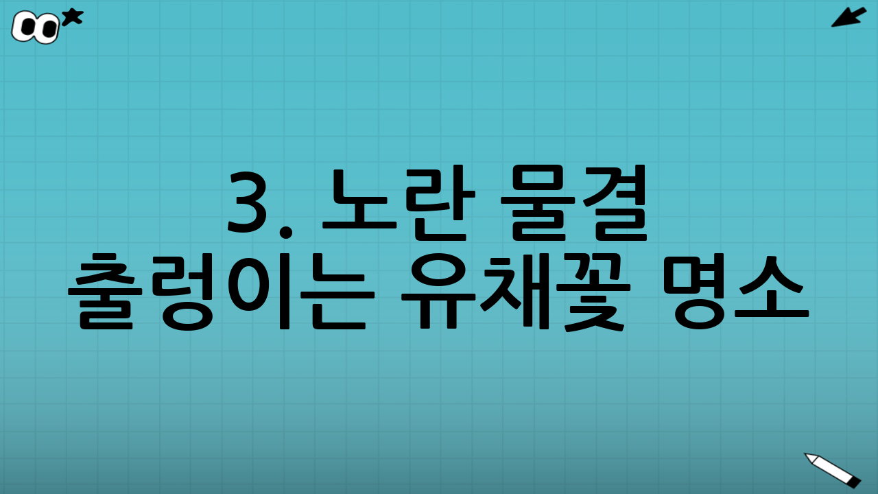3. 노란 물결 출렁이는 유채꽃 명소